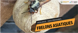 25_4_Frelons
