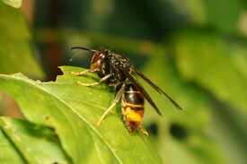 25_4FRELON ASIATIQUE FGDON35